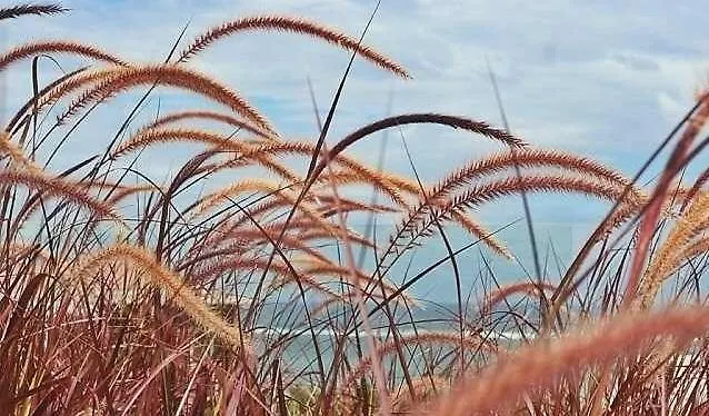 بيت ضيافة Uno Bali 3*
